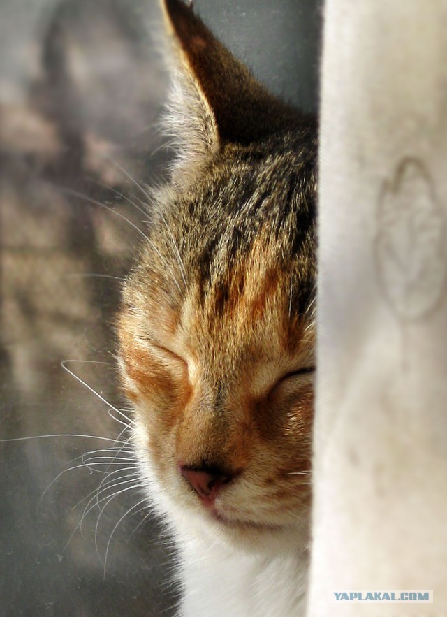 Котовторник 9.12.2014