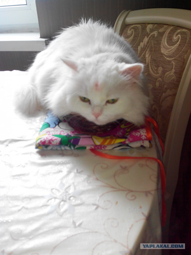 Кошачий Hardcore