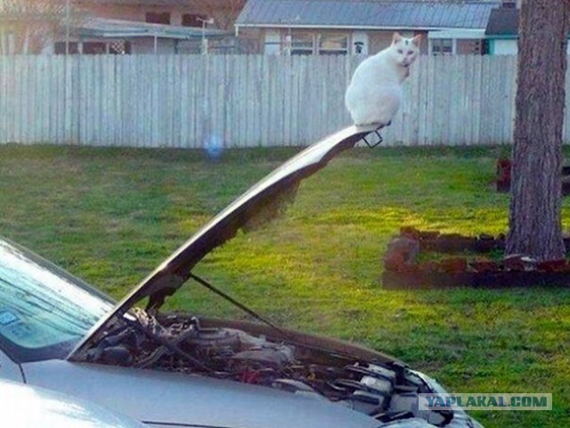 Кошачья логика