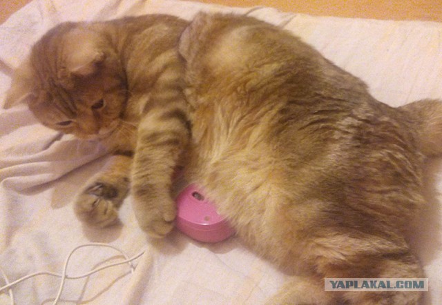 Котовторник   02.06.2015