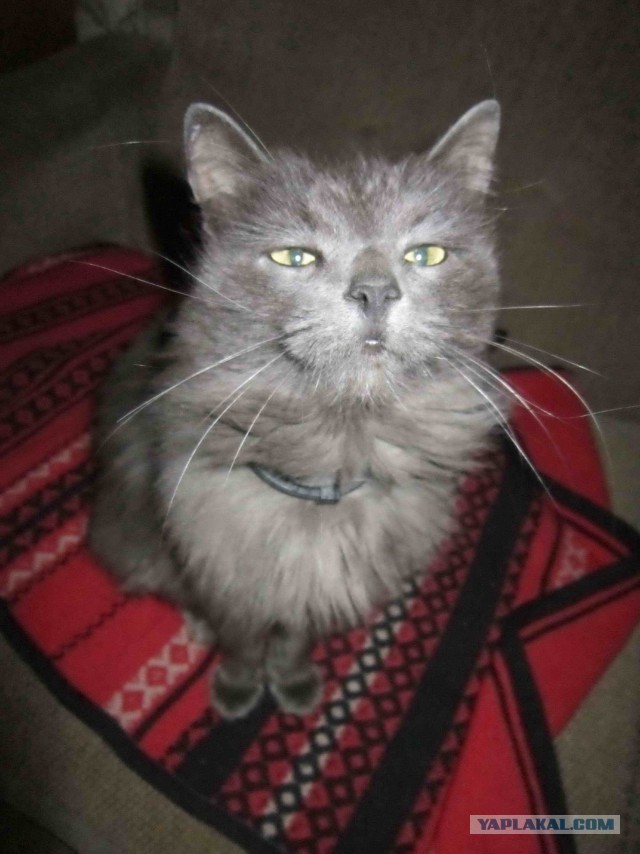 Известные котомемы.