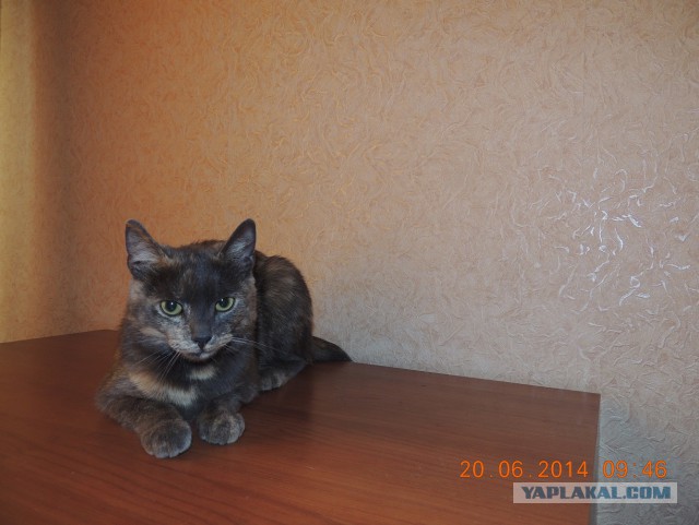 Пост в память о одной кошке