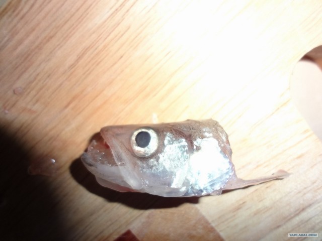 Корюшка зовет! Охота на рыбу-огурец