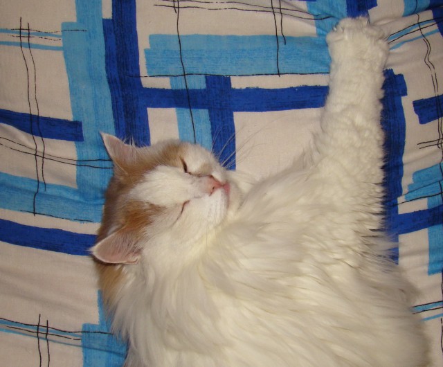Котовторник  27.10.2015
