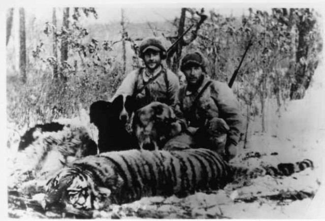 ДИКИЕ КОШКИ