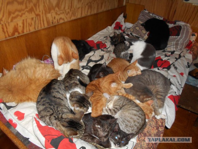 Жизнь домашнего приюта для котеек 92