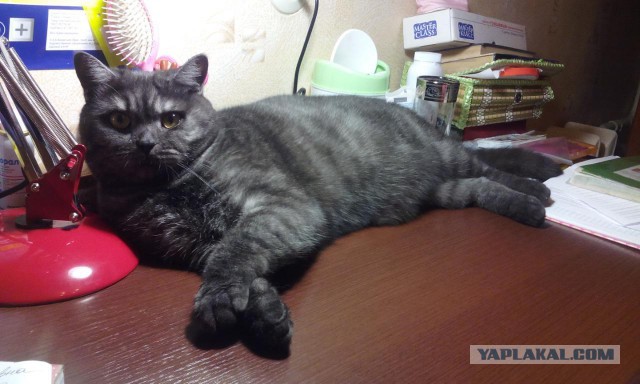 Котовторник 26.01.2016