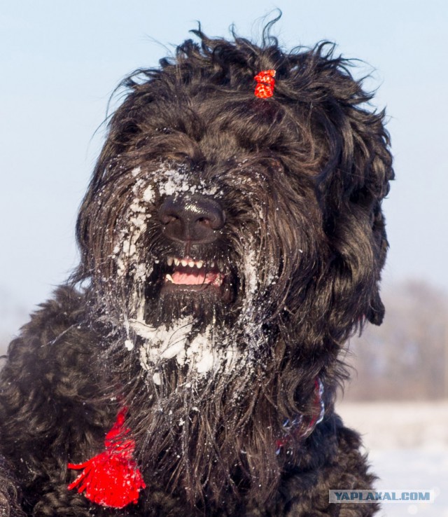 Страшно красивые терьеры
