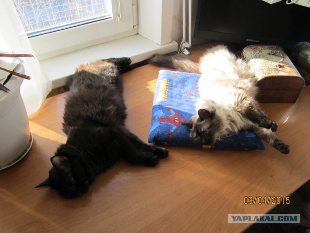Котовторник 22.11.2016