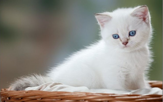 Коты из сети