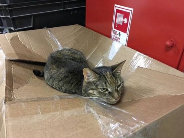 Коты из сети