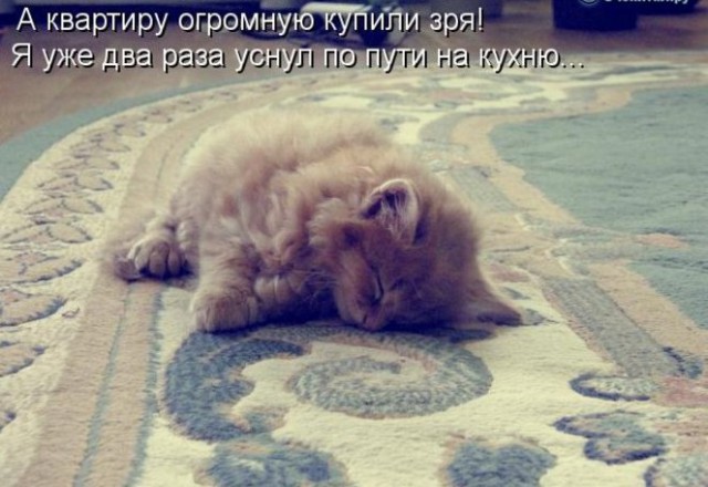 Коты и Кошки