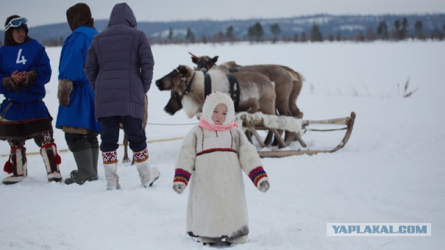 Новый Уренгой-Надым, покатушки  в выходные на День Оленевода