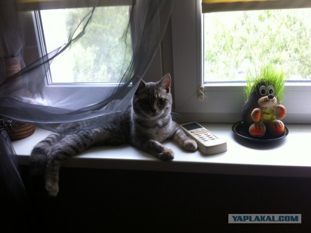 Собака нашла котейку.