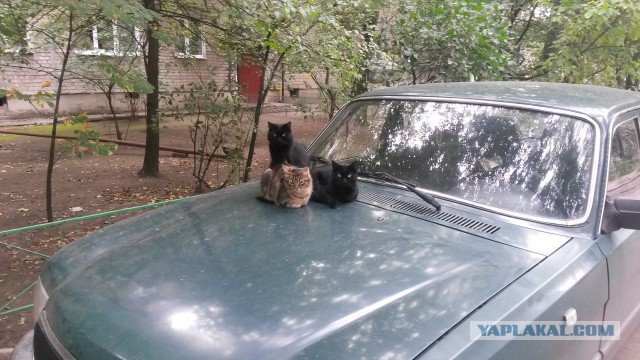 Котовторник 11/04/2017