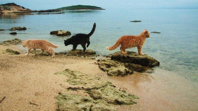 Коты и Кошки