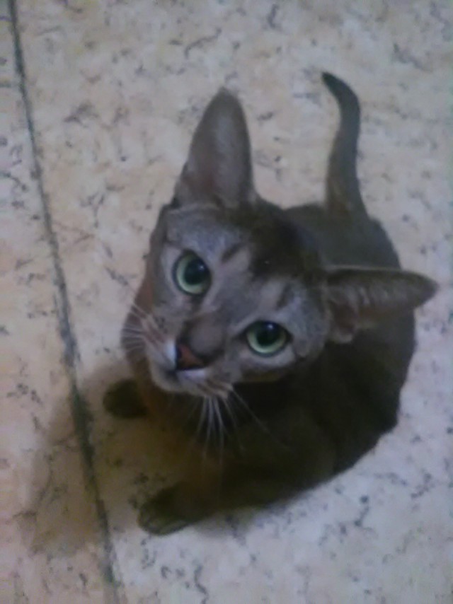 Котовторник 18.04.2017
