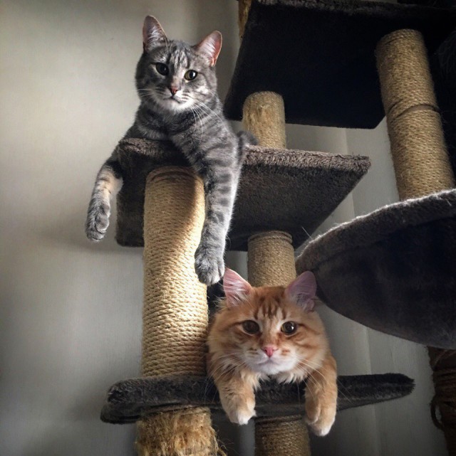 Коты и Кошки