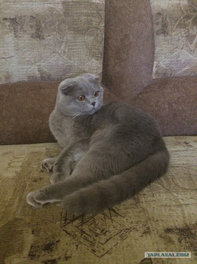 Котовторник 31.10.2017