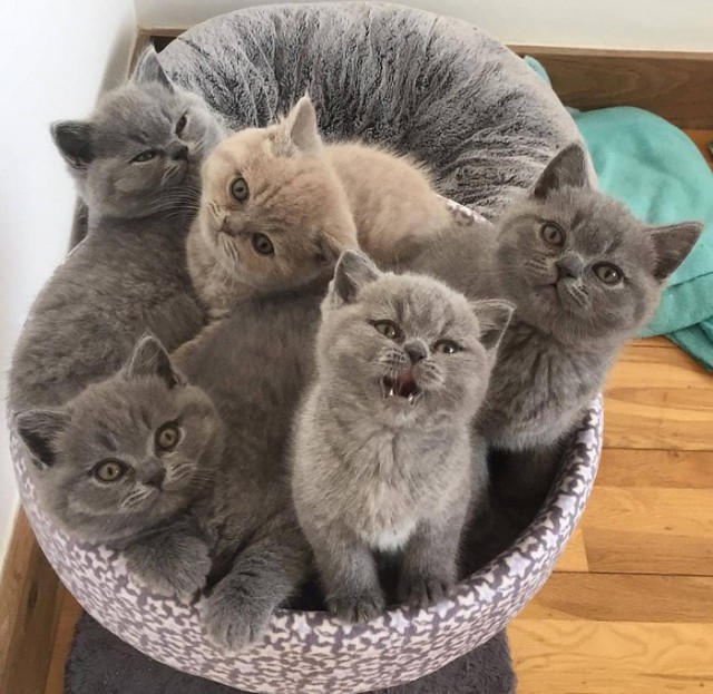 Прикольных котов пост