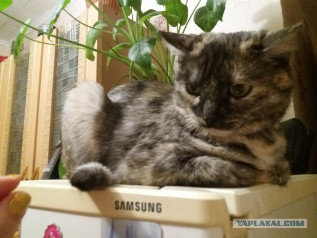 Котовторник 20.02.18