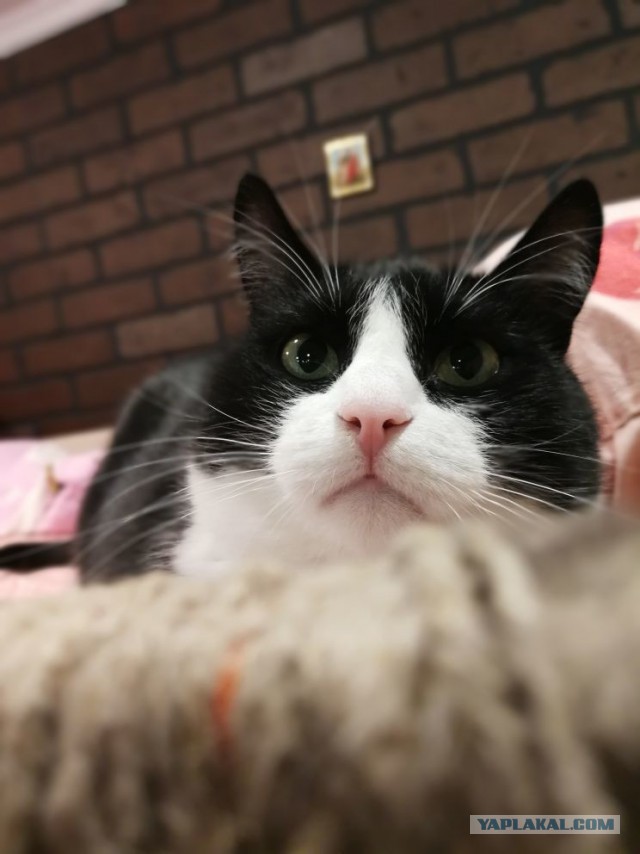 А не открыть бы нам котовторник 03.04.2018