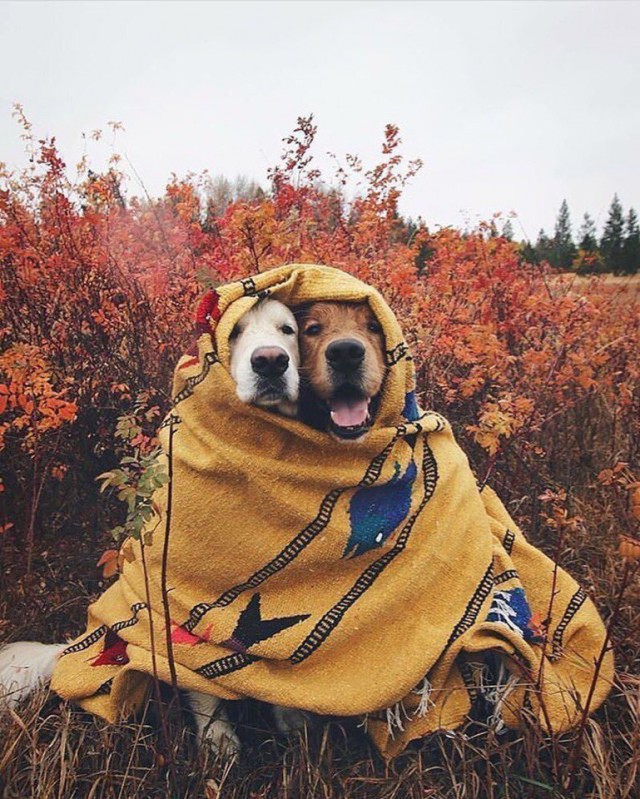 Живность из сети