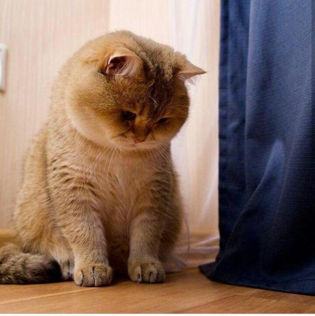 Прикольных котов пост