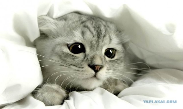 Котовторник на ЯПлакалъ