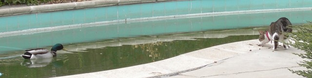 Просто Котовторник