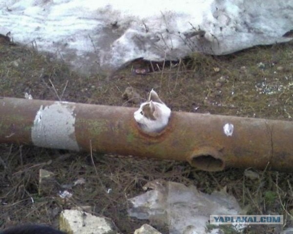 Котопровод