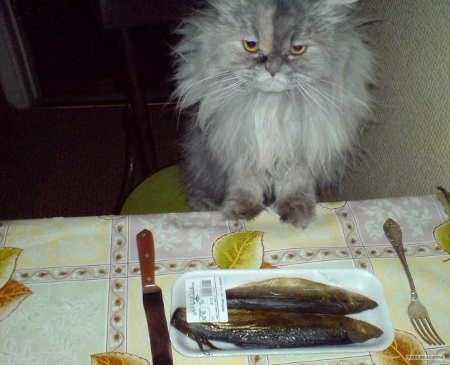 Lolcats - котовторник 33 лолокота!