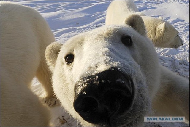 Репортаж о белых медведях (11 фото)