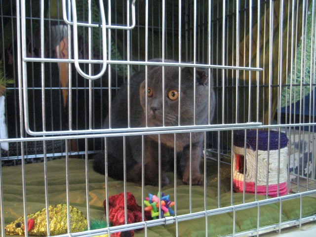 Котовторник 1.02.2011