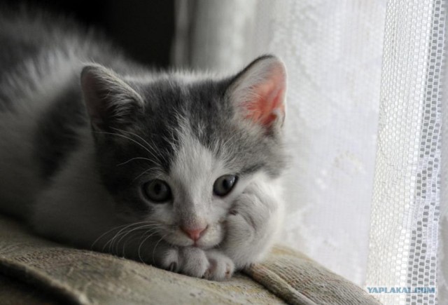Сегодня котовторник, а котиков все нет