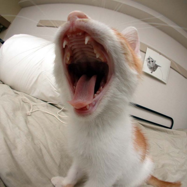 Раздирает рот зевота шире мексиканского. Кот с открытым ртом. Орущий кот. Кот разинул рот.
