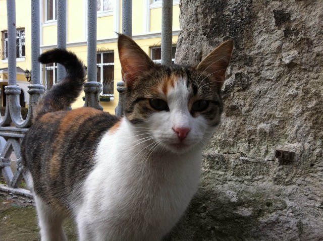 Коты Босфора