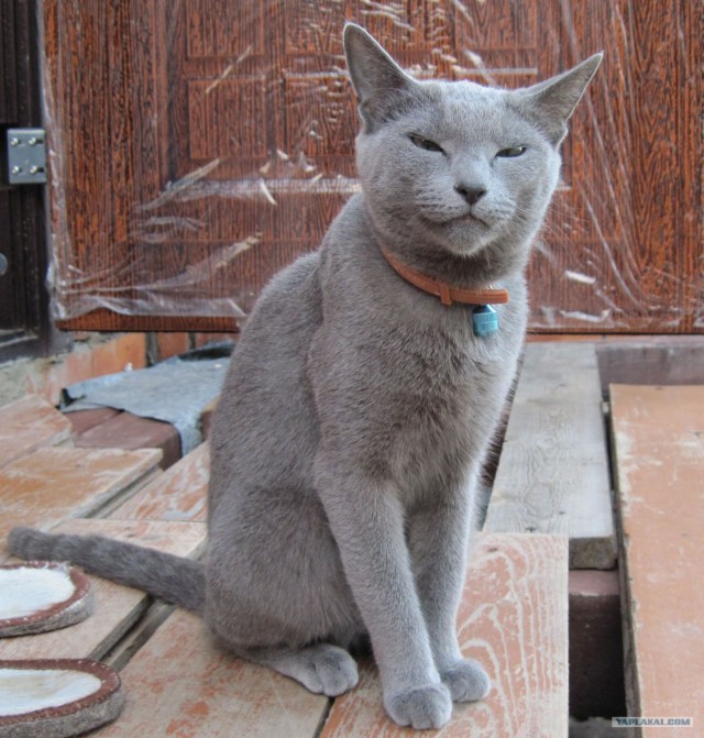 Котовторник с Кузей