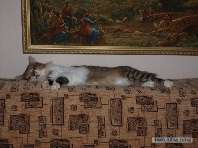 С котовторником !