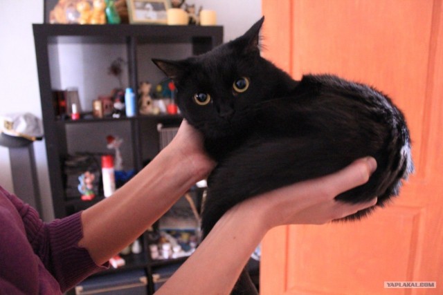 Котовторник (28.02.2012)