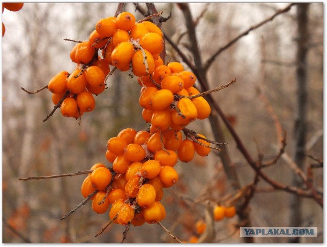 Кулинарный конкурс "Кулинар ЯПа 2018"