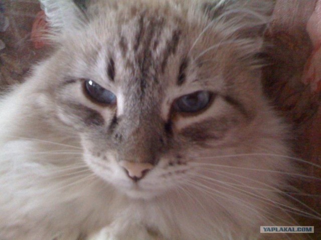 Котовторник 27.03.2012