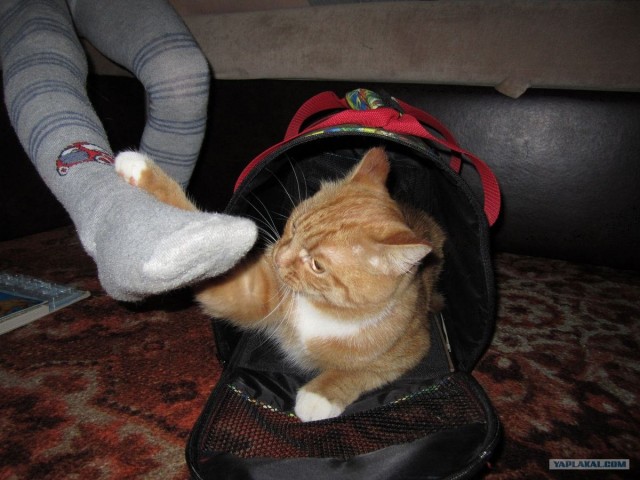 Котовторник   5.06.2012