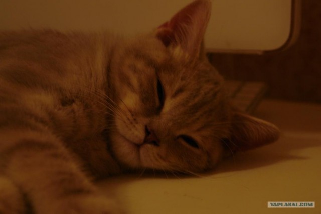 Котовторник  19.06.2012