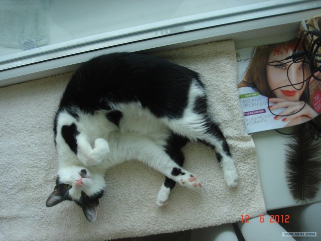 Котовторник 03 07 2012