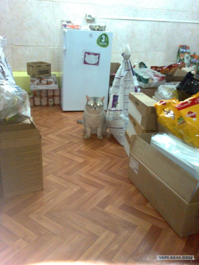 Котовторник  17.07.2012