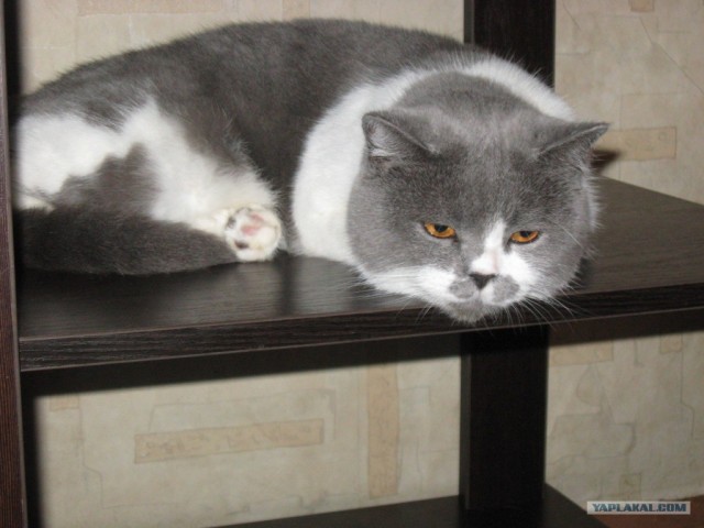 Котонянька и котовторник