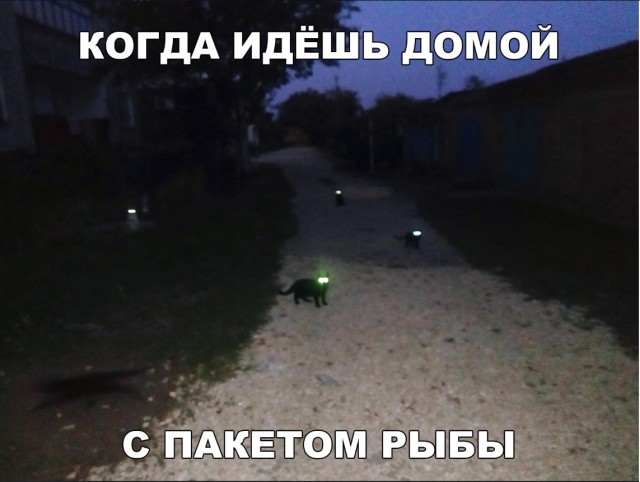 Забавные фото котеек
