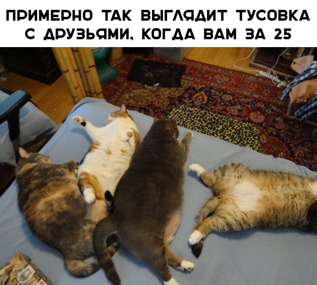 Забавные фото котеек