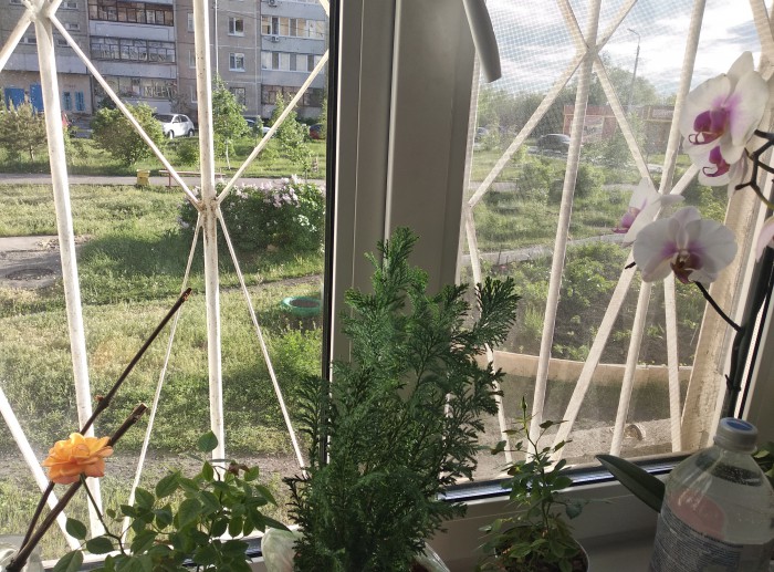 Лето, делимся видом из окна